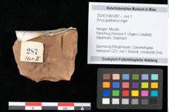 Foto (Objekt + Etikett) von Pinus goethana Unger (NHMW-GEO-2024-0188-0287)